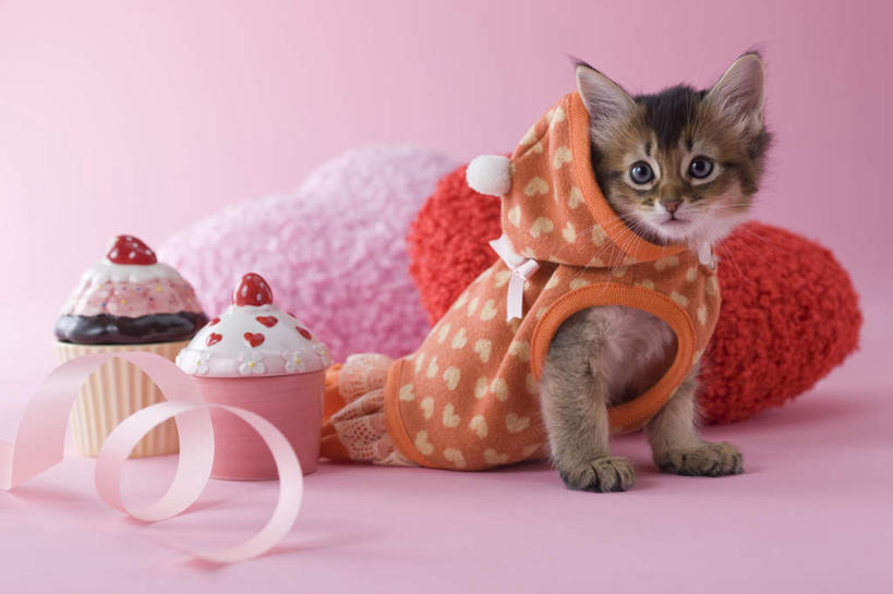 点心,无人,坐,竖图,室内,白天,侧面,爱情,下午茶,宠物,猫,情人节,阴影,粉色背景,服装,爱心,影子,食品,缎带,浪漫,注视,休闲装,食物,糕点,一只,粉色,动物,观察,看,休闲,休闲服,连帽衫,可爱,摄影,影棚,观看,察看,情人,关注,猫咪,罗曼蒂克,索马里猫,坐着,彩图,全身,影棚拍摄,拍摄,蛋糕