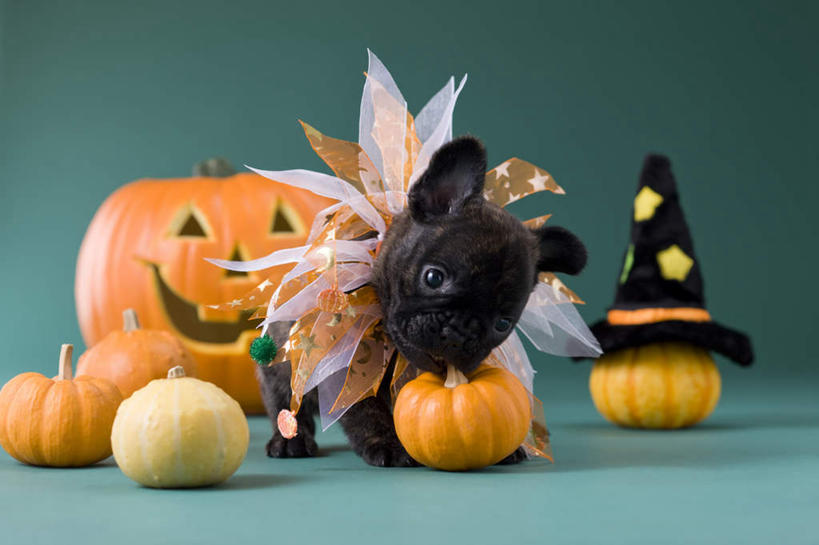 无人,站,横图,室内,白天,正面,宠物,狗,南瓜,蔬菜,帽子,许多,绿色背景,阴影,纸质,节日,庆祝,新鲜,斗牛犬,影子,灯光,金瓜,食品,文化,生日帽,番瓜,灯,食物,一个,一只,动物,灯具,站着,庆典,南瓜灯,万圣节,可爱,摄影,有机食品,绿色食品,影棚,单个,纪念,麦瓜,倭瓜,小丑帽,照明设备,忠诚,三角帽,狂欢帽,派对帽,聚会帽,纸帽,法国斗牛梗,犬,彩图,全身,影棚拍摄,拍摄,法国斗牛犬