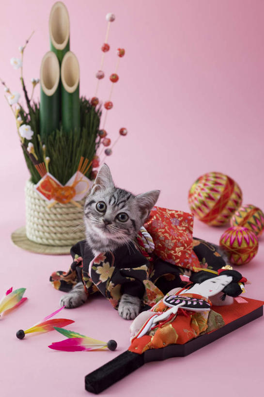 无人,竖图,俯视,室内,白天,民族服装,网球,羽毛球,植物,宠物,猫,玩具,新年,阴影,粉色背景,和服,日本文化,盆栽,网球拍,影子,盆景,球拍,注视,文化,球,一个,一只,绿色,自然,动物,看,趴着,球体,可爱,摄影,服饰,影棚,生长,单个,成长,关注,东亚文化,吴服,唐草,唐花,唐锦,门松,美国硬毛猫,趴,抬头,仰头,彩图,高角度拍摄,全身,影棚拍摄,传统服装,民俗服,拍摄,传统文化