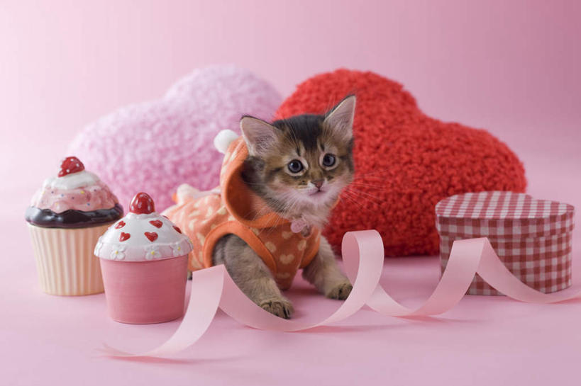 点心,无人,坐,竖图,室内,白天,正面,爱情,下午茶,宠物,猫,情人节,阴影,粉色背景,服装,爱心,影子,食品,缎带,浪漫,注视,休闲装,食物,糕点,一个,粉色,动物,看,休闲,休闲服,连帽衫,可爱,摄影,影棚,单个,情人,猫咪,罗曼蒂克,索马里猫,坐着,彩图,全身,影棚拍摄,拍摄,蛋糕