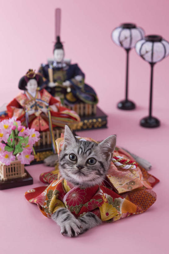 无人,站,竖图,俯视,室外,白天,民族服装,游戏,宠物,猫,玩具,照明,阴影,粉色背景,和服,朦胧,模糊,日本文化,影子,灯光,玩,娱乐,灯,两个,一个,一只,动物,灯具,落地灯,站着,休闲,可爱,益智,摄影,服饰,影棚,单个,活动,照亮,照明设备,发泄,消遣,智力,东亚文化,吴服,唐草,唐花,唐锦,美国硬毛猫,宣泄,玩耍,嬉戏,彩图,高角度拍摄,全身,影棚拍摄,传统服装,民俗服,拍摄,传统文化