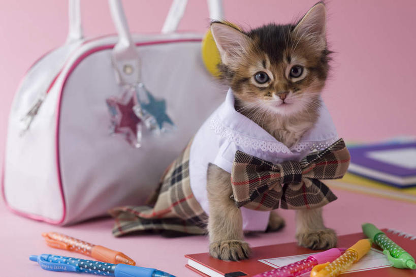 无人,坐,横图,室内,白天,正面,裙子,宠物,猫,书籍,许多,阴影,粉色背景,服装,包,笔,皮包,影子,办公用品,圆珠笔,文具,一个,一只,动物,学习用品,可爱,摄影,影棚,单个,单肩包,文具用品,猫咪,索马里猫,书,图书,坐着,彩图,全身,影棚拍摄,拍摄