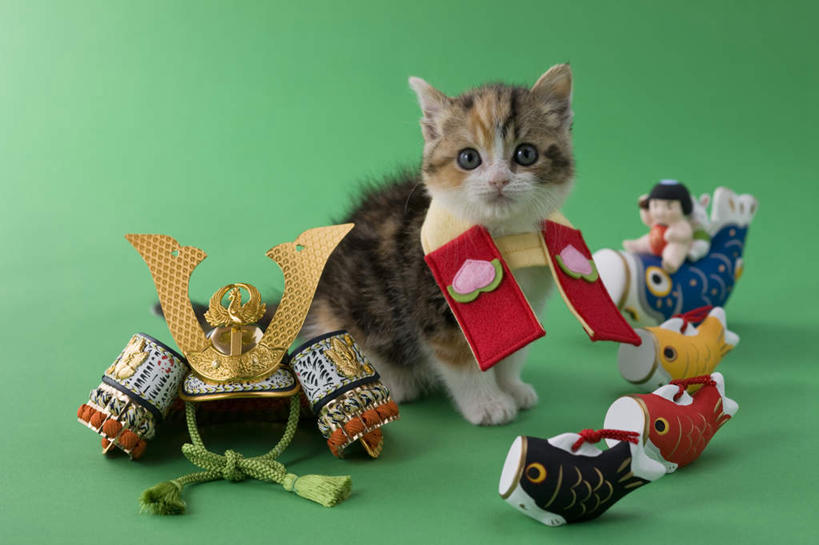 无人,站,横图,室内,白天,正面,宠物,鲤鱼,猫,玩具,绿色背景,阴影,朦胧,模糊,日本文化,鱼,玩偶,影子,手工艺品,注视,一个,一只,动物,工艺品,看,站着,可爱,摄影,影棚,单个,东亚文化,铠甲,苏格兰折耳猫,折耳猫,彩图,全身,影棚拍摄,拍摄,传统文化