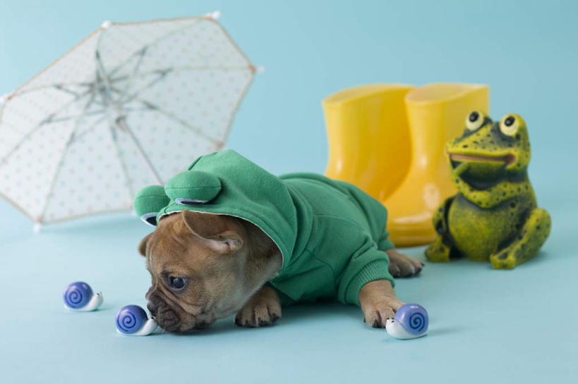 无人,横图,室内,白天,正面,青蛙,宠物,狗,玩具,阴影,蓝色背景,斗牛犬,蜗牛,伞,玩偶,影子,雨伞,雨鞋,遮阳伞,注视,阳伞,闻,一个,一只,动物,观察,看,可爱,摄影,影棚,单个,观看,察看,嗅,关注,雨具,忠诚,法国斗牛梗,犬,彩图,全身,影棚拍摄,拍摄,法国斗牛犬
