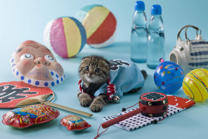 无人,横图,室内,白天,正面,民族服装,游戏,排球,宠物,猫,玩具,阴影,蓝色背景,和服,日本文化,金鱼,罐子,壶,面具,扇子,影子,乐器,水瓶,古典,音乐,玩,沙滩排球,注视,文化,娱乐,玻璃制品,球,水壶,动物,玻璃瓶,茶壶,瓶子,容器,夏天,观察,看,趴着,休闲,球体,可爱,益智,摄影,服饰,影棚,观看,活动,察看,发泄,关注,消遣,智力,东亚文化,拨浪鼓,吴服,唐草,唐花,唐锦,苏格兰折耳猫,折耳猫,宣泄,召唤,召集,趴,抬头,玩耍,嬉戏,仰头,彩图,全身,影棚拍摄,传统服装,民俗服,拍摄,传统文化