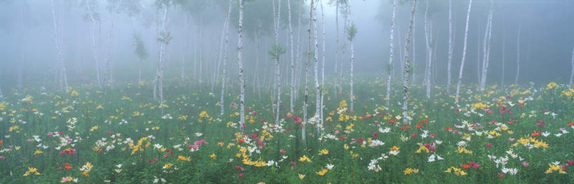 无人,横图,室外,白天,正面,旅游,度假,花海,花圃,美景,树林,植物,雾,百合花,叶子,长野县,日本,亚洲,许多,朦胧,模糊,盛开,景观,花蕾,娱乐,花,花瓣,花朵,鲜花,树,树木,绿色,自然,花丛,花束,花田,花苞,花蕊,享受,休闲,景色,放松,生长,成长,迷雾,自然风光,东亚,本州,本州岛,日本国,中部地方,长野,强瞿,诹访,百合蒜,倒仙,番韭,山丹,大雾,彩图