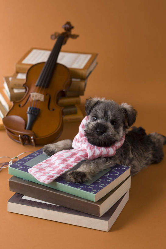 无人,竖图,俯视,室内,白天,宠物,狗,书籍,油画,许多,棕色背景,朦胧,模糊,艺术,笔,眼镜,乐器,弦乐器,小提琴,雪纳瑞,注视,一个,一只,动物,画笔,围巾,观察,看,趴着,可爱,摄影,影棚,单个,观看,调色盘,察看,调色板,关注,弓拉弦乐器,弓拉弦鸣乐器,近视眼镜,忠诚,书,图书,犬,趴,彩图,高角度拍摄,全身,影棚拍摄,拍摄