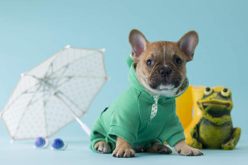无人,坐,横图,室内,白天,正面,青蛙,宠物,狗,玩具,阴影,蓝色背景,斗牛犬,蜗牛,伞,玩偶,影子,雨伞,雨鞋,遮阳伞,注视,阳伞,一个,一只,动物,观察,看,可爱,摄影,影棚,单个,观看,察看,关注,雨具,忠诚,法国斗牛梗,犬,坐着,彩图,全身,影棚拍摄,拍摄,法国斗牛犬