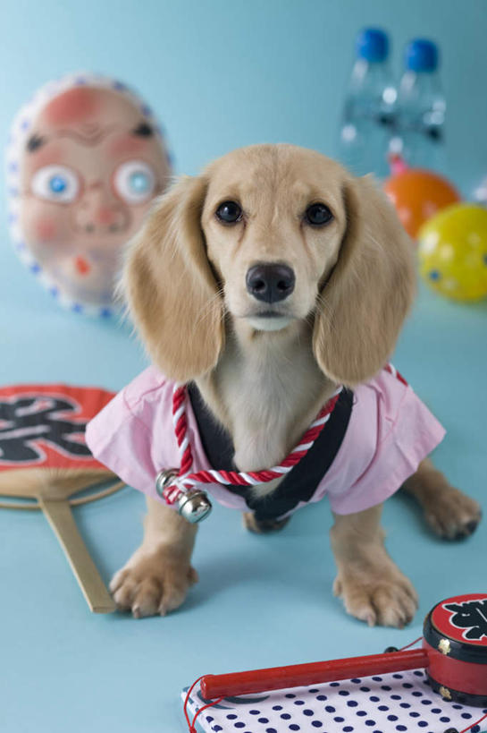 无人,站,竖图,室内,特写,白天,正面,民族服装,游戏,宠物,玩具,阴影,蓝色背景,和服,朦胧,模糊,日本文化,腊肠犬,金鱼,面具,扇子,影子,注视,腊肠狗,球,一个,一只,动物,看,站着,球体,可爱,摄影,服饰,皮球,影棚,单个,关注,东亚文化,忠诚,拨浪鼓,吴服,唐草,唐花,唐锦,犬,抬头,仰头,彩图,全身,影棚拍摄,传统服装,民俗服,拍摄,传统文化