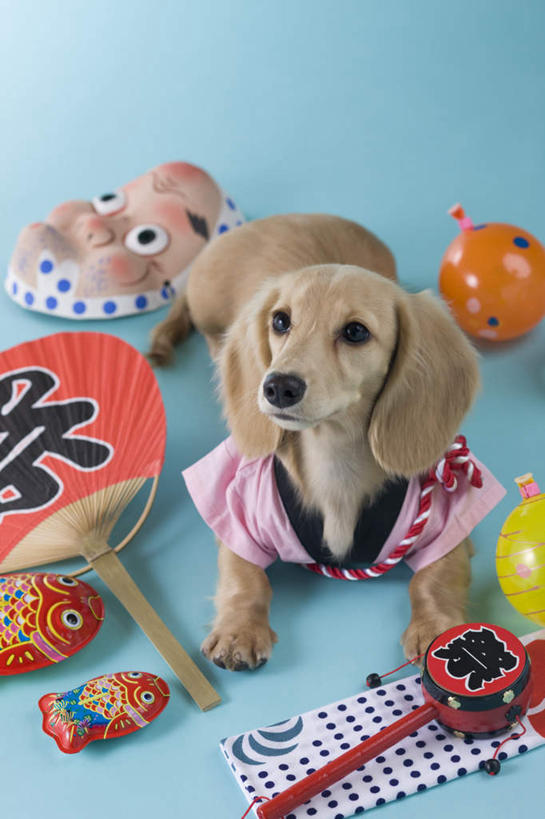 无人,站,竖图,俯视,室内,白天,民族服装,游戏,宠物,玩具,阴影,蓝色背景,和服,日本文化,腊肠犬,金鱼,面具,扇子,影子,注视,腊肠狗,球,一个,一只,动物,毛巾,夏天,观察,看,站着,球体,可爱,摄影,服饰,皮球,影棚,单个,观看,察看,关注,东亚文化,忠诚,拨浪鼓,吴服,唐草,唐花,唐锦,犬,彩图,高角度拍摄,全身,影棚拍摄,传统服装,民俗服,拍摄,传统文化