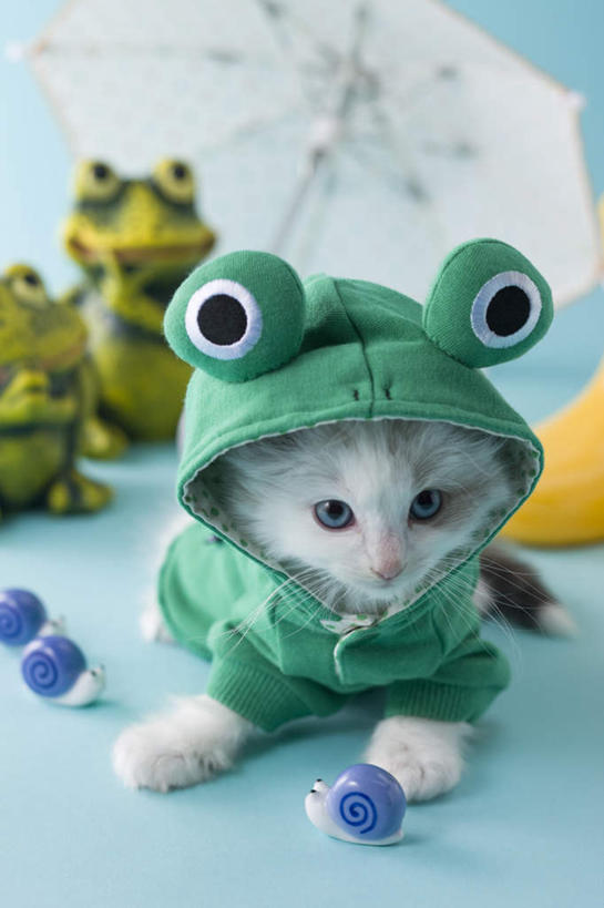 无人,竖图,俯视,室内,白天,青蛙,宠物,猫,玩具,阴影,蓝色背景,蜗牛,伞,玩偶,影子,雨伞,雨鞋,遮阳伞,阳伞,一个,一只,动物,趴着,可爱,摄影,影棚,单个,雨具,布偶猫,布拉多尔猫,趴,彩图,高角度拍摄,全身,影棚拍摄,拍摄