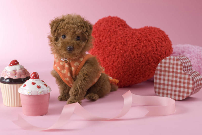 点心,无人,坐,横图,室内,白天,正面,爱情,下午茶,宠物,狗,礼盒,礼物,情人节,粉色背景,爱心,影子,纸盒,食品,缎带,浪漫,贵宾犬,盒子,食物,糕点,一个,一只,粉色,动物,包装盒,礼品盒,可爱,摄影,礼品,影棚,单个,罗曼蒂克,忠诚,玩具贵宾犬,犬,坐着,彩图,全身,影棚拍摄,拍摄,蛋糕