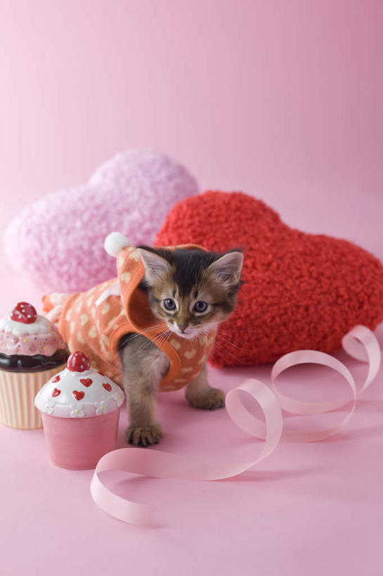 点心,无人,坐,竖图,俯视,室内,白天,爱情,下午茶,宠物,猫,情人节,阴影,粉色背景,服装,爱心,影子,食品,缎带,浪漫,注视,休闲装,食物,糕点,一个,粉色,动物,看,休闲,休闲服,连帽衫,可爱,摄影,影棚,单个,情人,罗曼蒂克,索马里猫,坐着,彩图,高角度拍摄,全身,影棚拍摄,拍摄,蛋糕