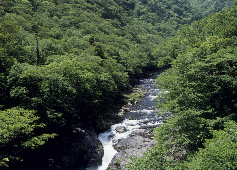 无人,横图,俯视,室外,白天,旅游,度假,河流,美景,树林,水,植物,日本,亚洲,阴影,光线,影子,河水,景观,水流,娱乐,树,树木,绿色,小溪,阳光,自然,溪水,享受,休闲,景色,放松,生长,成长,自然风光,东亚,本州,关东地方,本州岛,日本国,栃木,栃木县,彩图,高角度拍摄