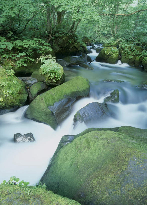 无人,竖图,俯视,室外,白天,旅游,度假,河流,石头,美景,树林,水,植物,日本,亚洲,石子,河水,景观,水流,娱乐,树,树木,绿色,小溪,自然,溪水,享受,休闲,景色,放松,生长,成长,自然风光,东亚,本州,本州岛,日本国,青森,青森县,东北地方,十和田市,十和田,石块,岩石,彩图,高角度拍摄