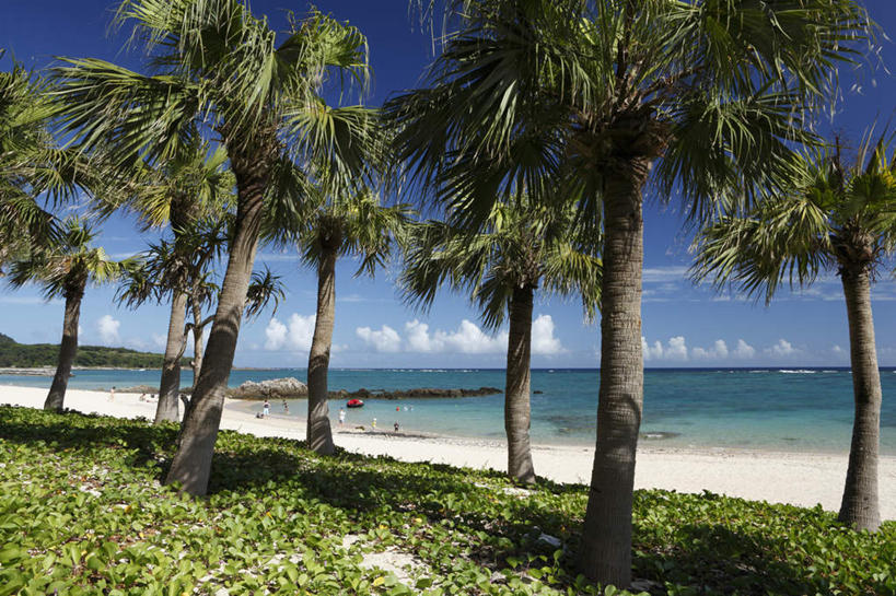 无人,横图,室外,白天,正面,旅游,度假,草地,草坪,海浪,海洋,美景,沙滩,树林,植物,棕榈树,叶子,鹿儿岛,日本,亚洲,阴影,光线,沙子,影子,海岸,景观,浪花,云,云朵,绿叶,沙地,云彩,娱乐,草,树,树木,绿色,白云,阳光,自然,海水,享受,休闲,嫩叶,景色,放松,生长,成长,自然风光,海景,东亚,棕榈叶,日本国,九州本岛,九州,九州岛,九州地方,鹿儿岛县,叶,叶片,大海,风浪,海,海水的波动,海滩,近岸浪,涌浪,彩图