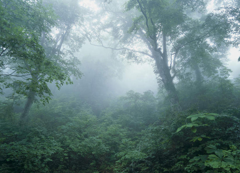 无人,横图,室外,白天,正面,旅游,度假,草地,草坪,美景,植物,雾,日本,亚洲,朦胧,模糊,景观,娱乐,草,树,树木,绿色,自然,享受,休闲,景色,放松,生长,成长,迷雾,自然风光,东亚,本州,本州岛,日本国,青森,青森县,东北地方,大雾,彩图