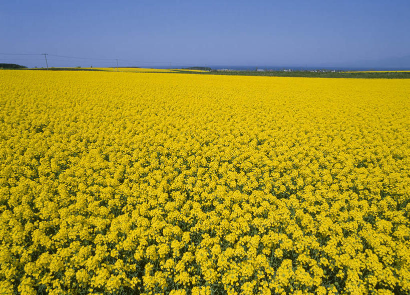 无人,农田,横图,室外,白天,正面,旅游,度假,庄稼,花海,花圃,美景,叶子,日本,亚洲,许多,阴影,盛开,光线,影子,景观,花蕾,娱乐,花,花瓣,花朵,鲜花,黄色,蓝色,绿色,蓝天,天空,阳光,自然,花丛,花束,花田,天,花苞,花蕊,油菜花,享受,休闲,景色,放松,自然风光,东亚,本州,本州岛,日本国,青森,青森县,东北地方,彩图,耕地,庄稼田