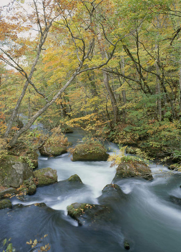 无人,竖图,室外,白天,正面,旅游,度假,草地,草坪,河流,石头,美景,秋季,树林,水,植物,日本,亚洲,许多,石子,河水,景观,水流,娱乐,草,树,树木,黄色,绿色,小溪,自然,溪水,享受,休闲,景色,放松,生长,成长,自然风光,东亚,本州,本州岛,日本国,青森,青森县,东北地方,石块,岩石,秋,秋天,彩图