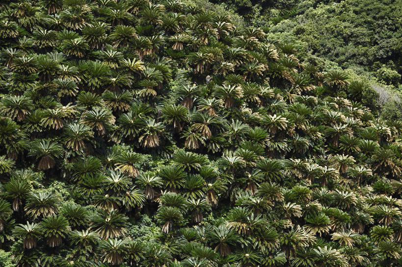 无人,横图,室外,白天,正面,旅游,度假,美景,山,树林,植物,铁树,鹿儿岛,日本,亚洲,阴影,光线,影子,景观,山峰,山峦,娱乐,树,树木,绿色,阳光,自然,享受,休闲,景色,放松,生长,成长,自然风光,东亚,日本国,九州本岛,九州,九州岛,九州地方,鹿儿岛县,彩图