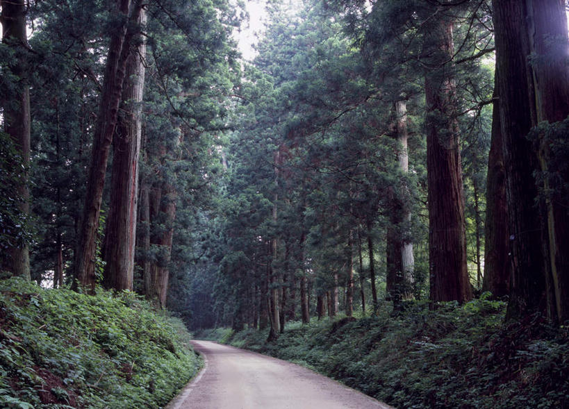 无人,横图,室外,白天,正面,旅游,度假,草地,草坪,美景,树林,植物,道路,路,日本,亚洲,阴影,光线,影子,景观,小路,交通,娱乐,草,树,树木,蓝色,绿色,蓝天,天空,阳光,自然,天,享受,休闲,景色,放松,生长,成长,自然风光,东亚,本州,关东地方,本州岛,日本国,栃木,栃木县,彩图