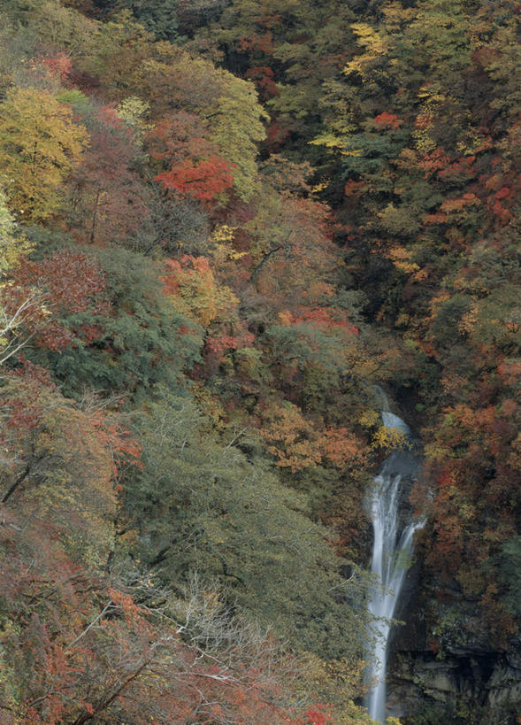无人,竖图,俯视,室外,白天,旅游,度假,草地,草坪,河流,美景,秋季,树林,水,植物,日本,亚洲,许多,河水,景观,水流,娱乐,草,树,树木,黄色,红色,绿色,小溪,自然,溪水,享受,休闲,景色,放松,生长,成长,自然风光,东亚,本州,关东地方,本州岛,日本国,栃木,栃木县,秋,秋天,彩图,高角度拍摄