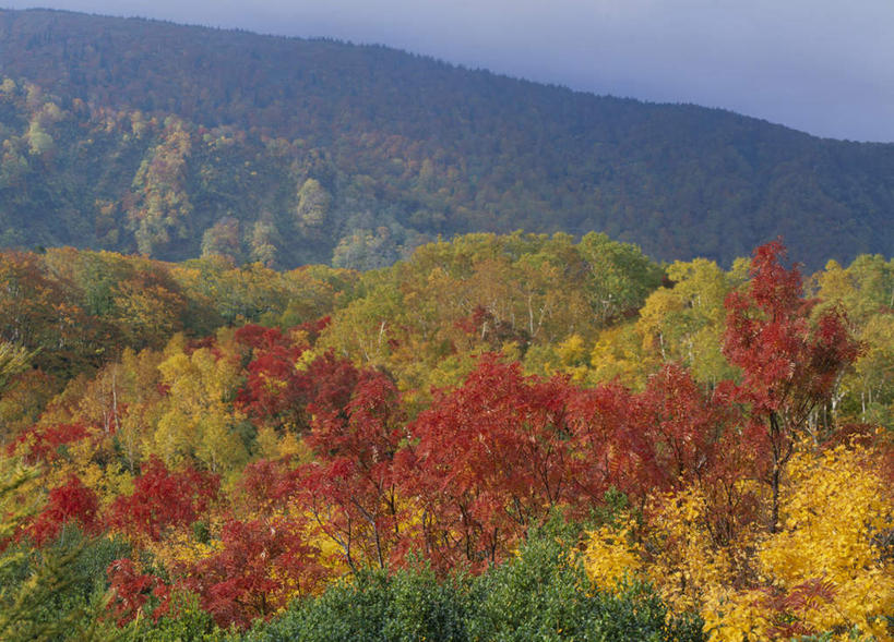无人,横图,俯视,室外,白天,旅游,度假,美景,秋季,山,山脉,树林,植物,日本,亚洲,许多,阴影,光线,影子,景观,山峰,云,云朵,山峦,云彩,娱乐,树,树木,黄色,红色,蓝色,绿色,白云,蓝天,天空,阳光,自然,群山,天,享受,休闲,景色,放松,生长,成长,自然风光,东亚,本州,本州岛,日本国,青森,青森县,东北地方,秋,秋天,彩图,高角度拍摄