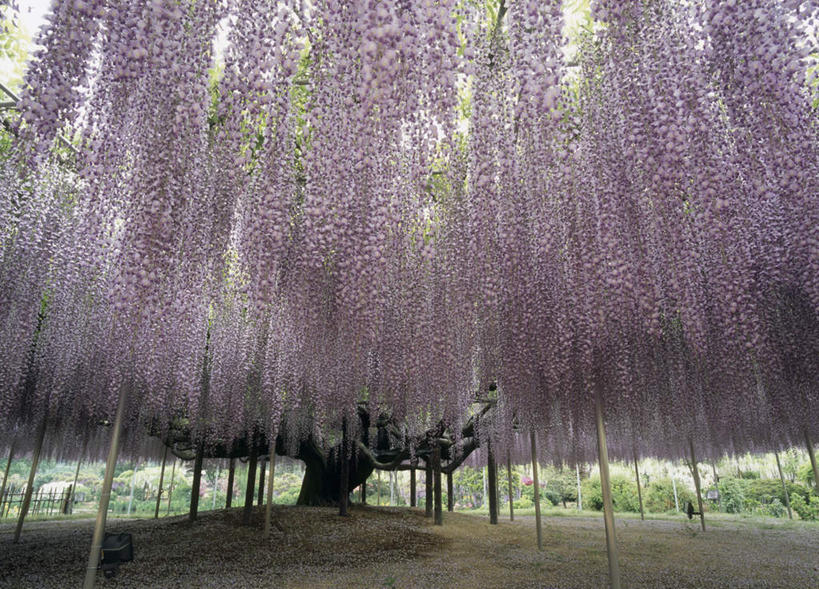 无人,横图,室外,白天,正面,旅游,度假,草地,草坪,美景,树林,植物,日本,亚洲,许多,悬挂,阴影,盛开,光线,影子,景观,紫藤,花蕾,娱乐,草,花,花瓣,花朵,鲜花,树,树干,树木,绿色,紫色,天空,阳光,自然,天,花苞,花蕊,享受,休闲,景色,放松,生长,成长,自然风光,东亚,本州,关东地方,本州岛,日本国,栃木,栃木县,朱藤,藤萝,招藤,招豆藤,彩图