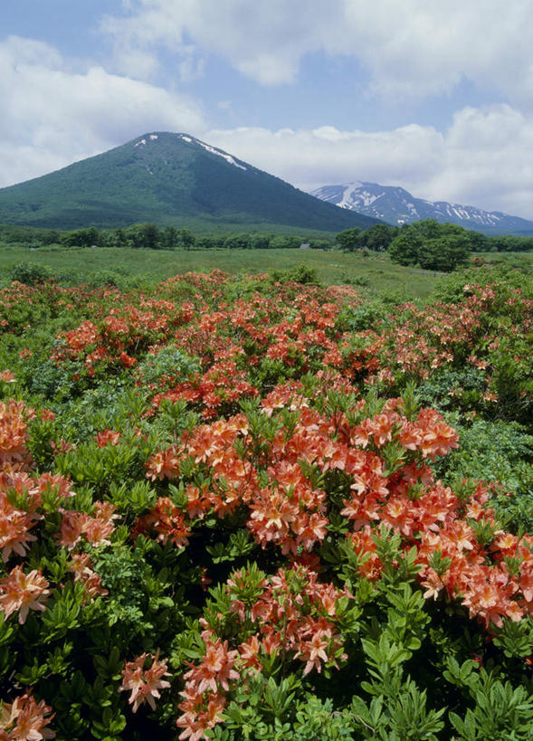 无人,竖图,室外,白天,正面,旅游,度假,花海,花圃,美景,山,山脉,树林,雪,植物,大雪,杜鹃花,叶子,日本,亚洲,许多,阴影,盛开,光线,影子,积雪,景观,山峰,雪景,云,云朵,冬天,杜鹃,山峦,花蕾,云彩,娱乐,花,花瓣,花朵,鲜花,树,树木,红色,蓝色,绿色,白云,蓝天,天空,阳光,自然,花丛,花束,花田,群山,天,花苞,花蕊,享受,休闲,景色,放松,生长,成长,自然风光,东亚,本州,关东地方,本州岛,日本国,栃木,栃木县,红杜鹃,满山红,清明花,清时,山踯躅,红踯躅,山石榴,映山红,彩图