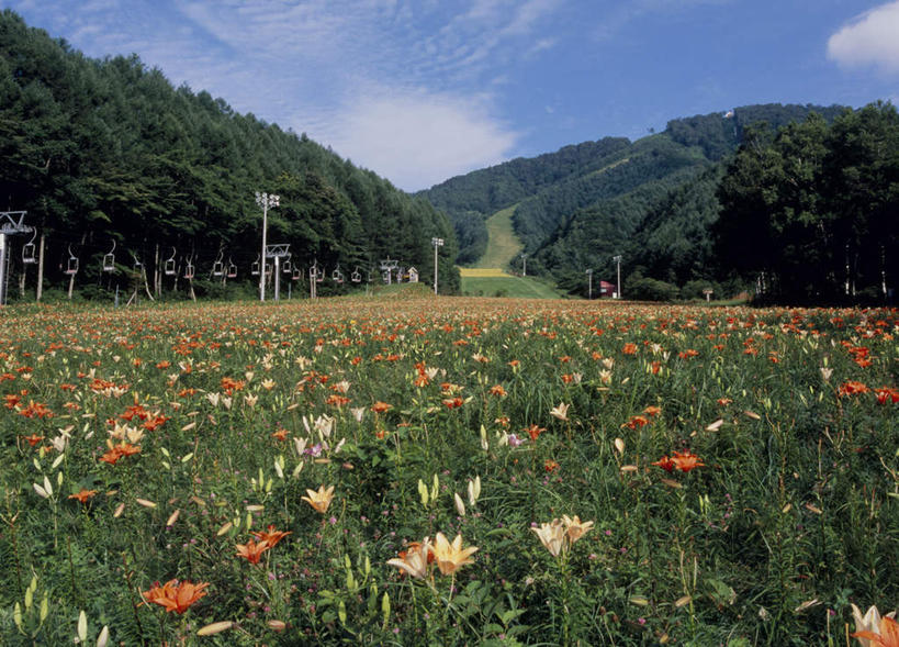 无人,横图,室外,白天,正面,旅游,度假,花海,花圃,美景,山,山脉,树林,植物,路灯,百合花,叶子,日本,亚洲,许多,阴影,盛开,光线,影子,景观,山峰,云,云朵,灯光,粉红,山峦,花蕾,云彩,娱乐,灯,花,花瓣,花朵,鲜花,树,树木,粉色,蓝色,绿色,白色,白云,蓝天,天空,阳光,自然,花丛,花束,花田,群山,天,花苞,花蕊,享受,休闲,景色,放松,生长,成长,照明设备,自然风光,东亚,本州,关东地方,本州岛,日本国,群马,群马县,百合,彩图