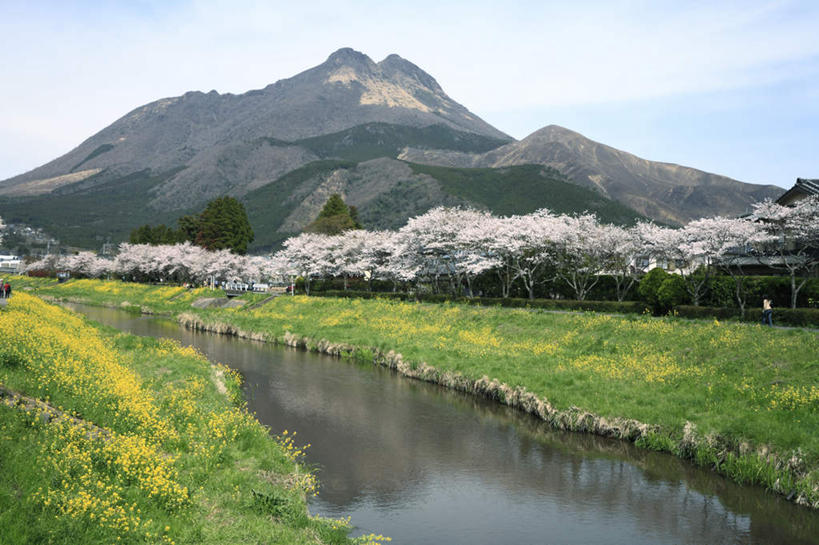 无人,横图,室外,白天,正面,旅游,度假,草地,草坪,河流,美景,山,山脉,树林,水,植物,樱花,大分县,日本,亚洲,许多,阴影,盛开,光线,影子,河水,景观,山峰,水流,云,云朵,粉红,山峦,花蕾,云彩,娱乐,草,花,花瓣,花朵,鲜花,树,树木,粉色,蓝色,绿色,白云,蓝天,天空,阳光,自然,群山,天,花苞,花蕊,享受,休闲,景色,放松,生长,成长,自然风光,东亚,日本国,九州本岛,九州,九州岛,九州地方,大分,彩图