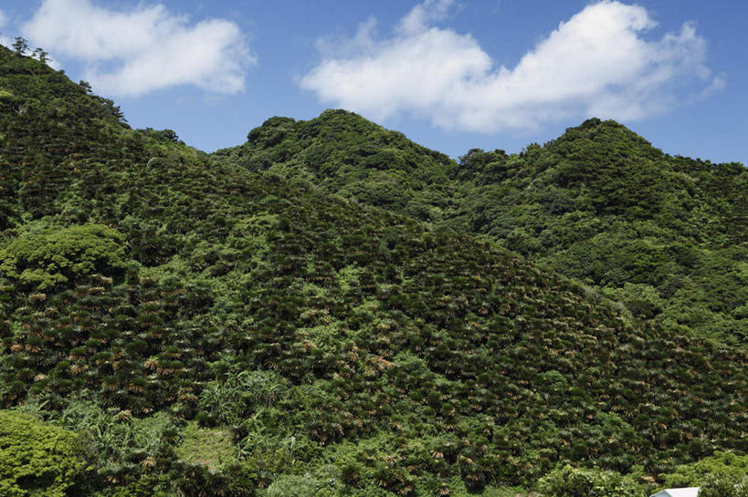 无人,横图,室外,白天,正面,旅游,度假,美景,山,山脉,树林,植物,鹿儿岛,日本,亚洲,阴影,光线,影子,景观,山峰,云,云朵,山峦,云彩,娱乐,树,树木,蓝色,绿色,白云,蓝天,天空,阳光,自然,群山,天,享受,休闲,景色,放松,生长,成长,自然风光,东亚,日本国,九州本岛,九州,九州岛,九州地方,鹿儿岛县,彩图