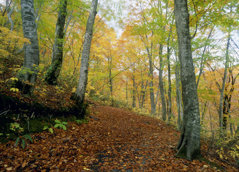 无人,横图,室外,白天,正面,旅游,度假,美景,秋季,树林,植物,日本,亚洲,枯萎,景观,枯草,娱乐,草,树,树木,黄色,绿色,天空,自然,天,享受,休闲,景色,放松,生长,成长,自然风光,东亚,本州,本州岛,日本国,青森,青森县,东北地方,秋,秋天,彩图