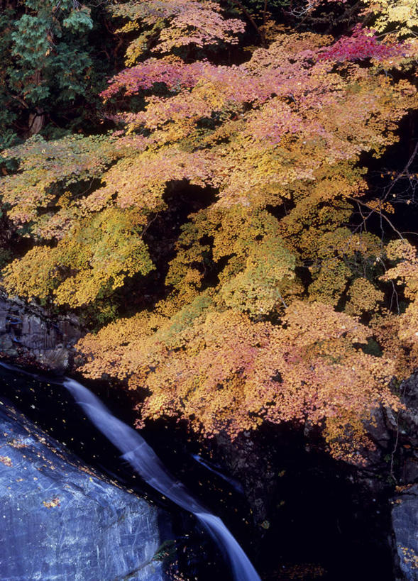 无人,竖图,俯视,室外,白天,旅游,度假,河流,石头,美景,秋季,树林,水,植物,奈良县,日本,亚洲,许多,石子,河水,景观,水流,娱乐,树,树木,黄色,绿色,小溪,自然,溪水,享受,休闲,景色,放松,生长,成长,自然风光,东亚,本州,本州岛,日本国,近畿地方,奈良,近畿,石块,岩石,秋,秋天,彩图,高角度拍摄