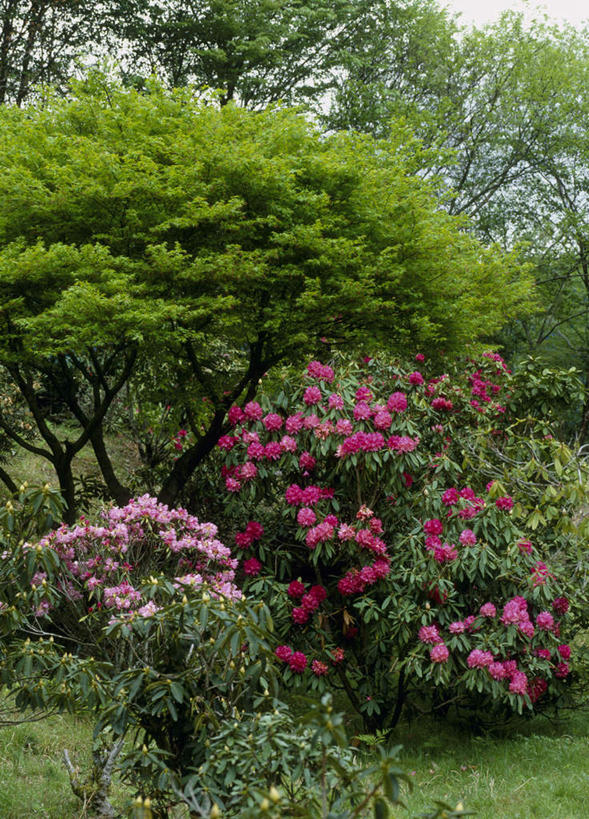 无人,竖图,室外,白天,正面,旅游,度假,草地,草坪,美景,植物,杜鹃花,奈良县,日本,亚洲,许多,景观,杜鹃,粉红,娱乐,草,树,树木,粉色,红色,蓝色,绿色,蓝天,天空,自然,天,绣球花,享受,休闲,景色,放松,生长,成长,自然风光,东亚,本州,本州岛,日本国,近畿地方,奈良,近畿,红杜鹃,满山红,清明花,清时,山踯躅,红踯躅,山石榴,映山红,彩图