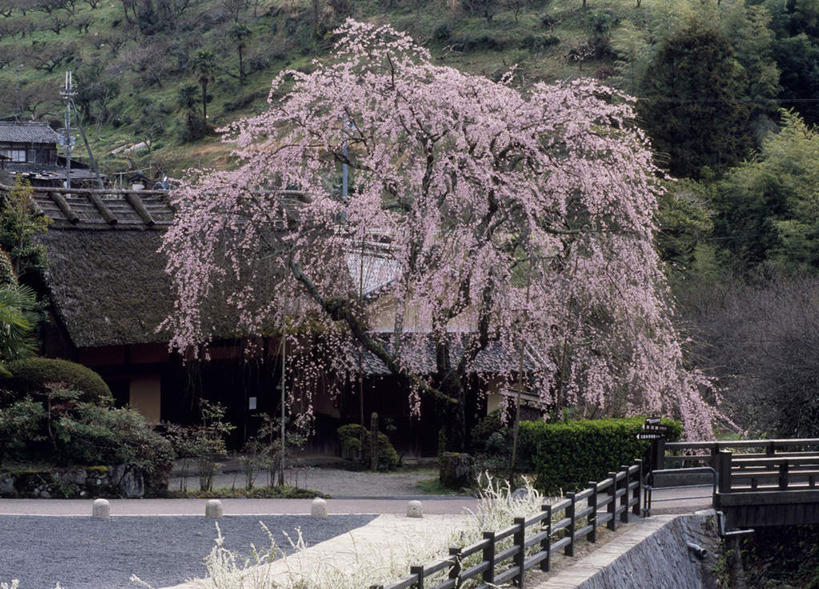 无人,家,栏杆,横图,室外,白天,正面,旅游,度假,美景,山,植物,樱花,奈良县,日本,亚洲,许多,盛开,房屋,屋子,景观,山峰,围栏,粉红,山峦,花蕾,娱乐,护栏,楼房,住宅,花,花瓣,花朵,鲜花,树,树木,粉色,绿色,自然,花苞,花蕊,享受,休闲,景色,放松,生长,成长,自然风光,东亚,本州,本州岛,日本国,近畿地方,奈良,近畿,彩图,房子