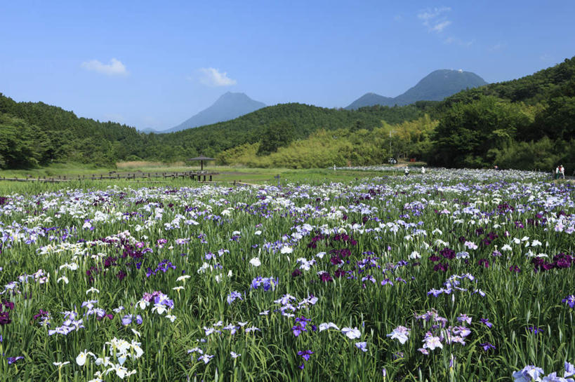 无人,横图,室外,白天,正面,旅游,度假,花海,花圃,美景,山,山脉,植物,叶子,大分县,日本,亚洲,许多,阴影,盛开,光线,影子,景观,山峰,云,云朵,山峦,花蕾,云彩,娱乐,花,花瓣,花朵,鲜花,树,树木,蓝色,绿色,紫色,白色,白云,蓝天,天空,阳光,自然,花丛,花束,花田,群山,天,花苞,花蕊,享受,休闲,景色,放松,生长,成长,鸢尾,自然风光,东亚,日本国,九州本岛,九州,九州岛,九州地方,紫蝴蝶,蓝蝴蝶,乌鸢,扁竹花,大分,彩图