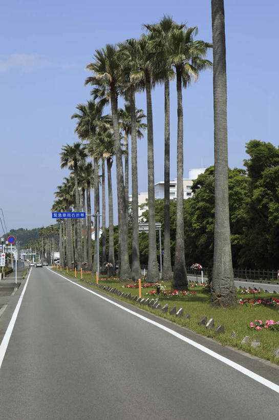 无人,竖图,室外,白天,正面,旅游,度假,草地,草坪,美景,植物,道路,路,公路,日本,亚洲,许多,阴影,光线,影子,景观,云,云朵,交通,云彩,娱乐,草,树,树木,排列,蓝色,绿色,白云,蓝天,天空,阳光,自然,天,享受,休闲,景色,放松,生长,成长,队列,自然风光,东亚,日本国,九州本岛,九州,九州岛,九州地方,宫崎,宫崎县,马路,彩图