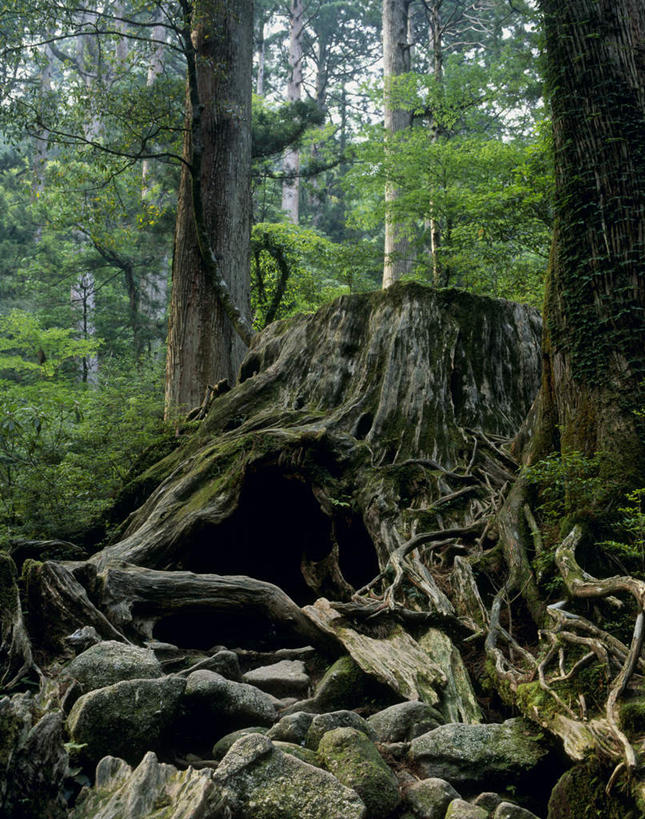 无人,竖图,室外,白天,仰视,旅游,度假,美景,树林,植物,鹿儿岛,日本,亚洲,许多,阴影,光线,影子,景观,娱乐,树,树干,树木,绿色,天空,阳光,自然,天,享受,休闲,景色,放松,生长,成长,自然风光,东亚,日本国,九州本岛,九州,九州岛,九州地方,鹿儿岛县,彩图,低角度拍摄