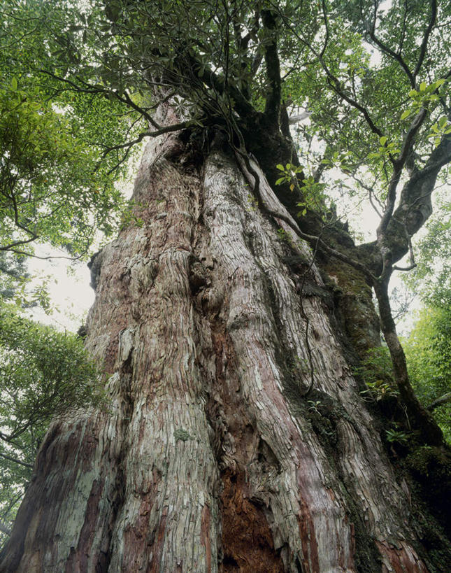 无人,竖图,室外,白天,仰视,旅游,度假,美景,植物,鹿儿岛,日本,亚洲,一棵,阴影,光线,影子,景观,娱乐,树,树干,树木,蓝色,绿色,蓝天,天空,阳光,自然,天,享受,休闲,景色,放松,生长,成长,自然风光,东亚,日本国,九州本岛,九州,九州岛,九州地方,鹿儿岛县,彩图,低角度拍摄