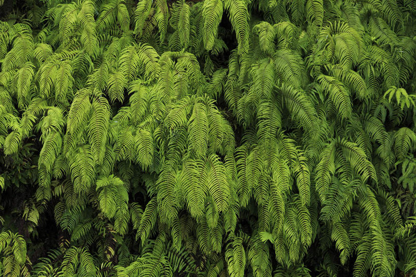 无人,横图,室外,白天,正面,旅游,度假,美景,植物,叶子,鹿儿岛,日本,亚洲,许多,景观,绿叶,娱乐,树,树木,树叶,绿色,自然,享受,休闲,嫩叶,景色,放松,生长,成长,自然风光,东亚,日本国,九州本岛,九州,九州岛,九州地方,鹿儿岛县,叶,叶片,彩图