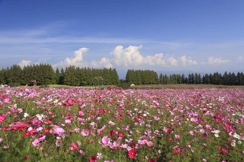 无人,横图,室外,白天,正面,旅游,度假,美景,树林,植物,日本,亚洲,许多,阴影,盛开,光线,影子,景观,云,云朵,粉红,花蕾,云彩,娱乐,花,花瓣,花朵,鲜花,树,树木,粉色,红色,蓝色,绿色,白色,白云,蓝天,天空,阳光,自然,天,花苞,花蕊,享受,休闲,景色,放松,生长,成长,鸢尾,自然风光,东亚,日本国,九州本岛,九州,九州岛,九州地方,宫崎,宫崎县,紫蝴蝶,蓝蝴蝶,乌鸢,扁竹花,彩图