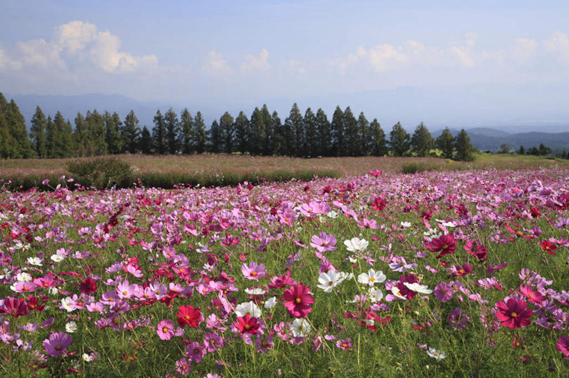 无人,横图,室外,白天,正面,旅游,度假,美景,树林,植物,日本,亚洲,许多,阴影,盛开,光线,影子,景观,云,云朵,粉红,花蕾,云彩,娱乐,花,花瓣,花朵,鲜花,树,树木,粉色,红色,蓝色,绿色,白色,白云,蓝天,天空,阳光,自然,天,花苞,花蕊,享受,休闲,景色,放松,生长,成长,鸢尾,自然风光,东亚,日本国,九州本岛,九州,九州岛,九州地方,宫崎,宫崎县,紫蝴蝶,蓝蝴蝶,乌鸢,扁竹花,彩图