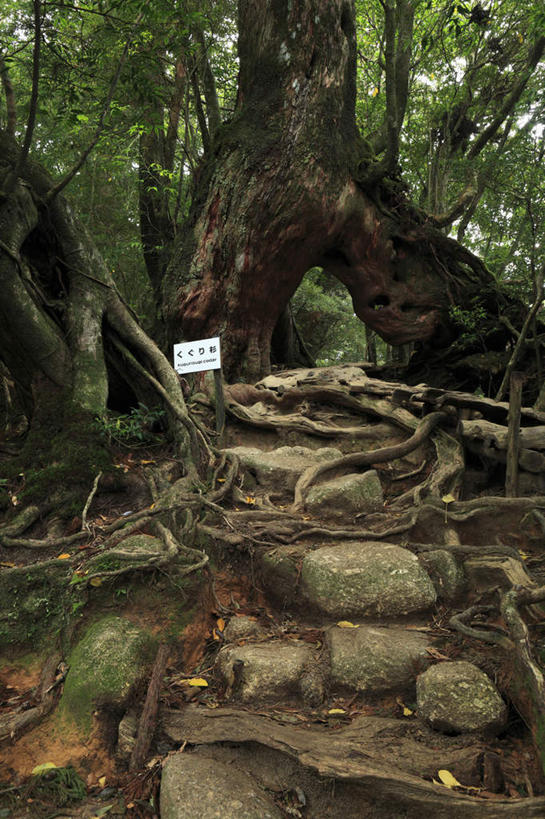 无人,竖图,室外,白天,仰视,旅游,度假,石头,美景,树林,植物,指示牌,鹿儿岛,日本,亚洲,阴影,光线,标志,石子,文字,影子,景观,娱乐,标识,树,树木,蓝色,绿色,蓝天,天空,阳光,自然,天,享受,休闲,景色,放松,生长,成长,自然风光,东亚,日本国,九州本岛,九州,九州岛,九州地方,鹿儿岛县,石块,岩石,彩图,低角度拍摄