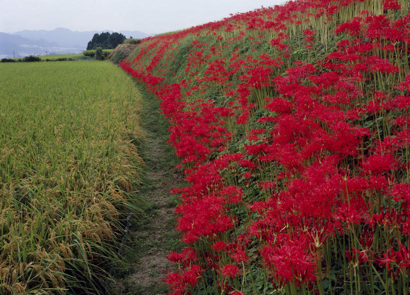 无人,农田,横图,室外,白天,正面,旅游,度假,庄稼,花海,花圃,美景,植物,叶子,奈良县,日本,亚洲,许多,阴影,盛开,光线,影子,稻田,景观,水稻,花蕾,娱乐,花,花瓣,花朵,鲜花,树,树木,红色,蓝色,绿色,蓝天,天空,阳光,自然,花丛,花束,花田,天,花苞,花蕊,享受,休闲,稻谷,景色,放松,生长,成长,自然风光,东亚,本州,本州岛,日本国,近畿地方,奈良,近畿,蜘蛛百合,彩图,耕地,庄稼田