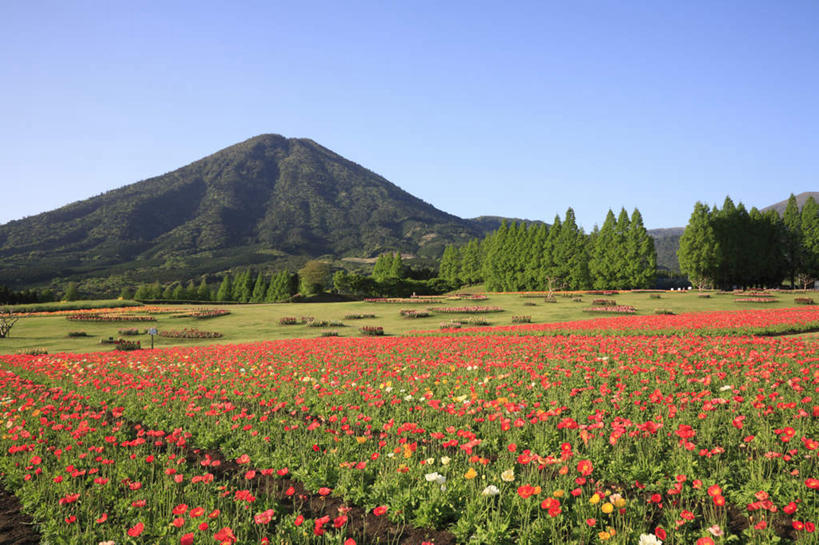 无人,横图,室外,白天,正面,旅游,度假,花海,花圃,美景,山,树林,植物,叶子,日本,亚洲,许多,阴影,盛开,光线,影子,景观,山峰,山峦,花蕾,娱乐,花,花瓣,花朵,鲜花,树,树木,红色,蓝色,绿色,白色,蓝天,天空,阳光,自然,花丛,花束,花田,天,花苞,花蕊,享受,休闲,景色,放松,生长,成长,自然风光,东亚,日本国,九州本岛,九州,九州岛,九州地方,宫崎,宫崎县,冰岛罂粟,冰岛虞美人,橘黄罂粟,裸茎罂粟,小罂粟,岩罂粟,野罂粟,彩图