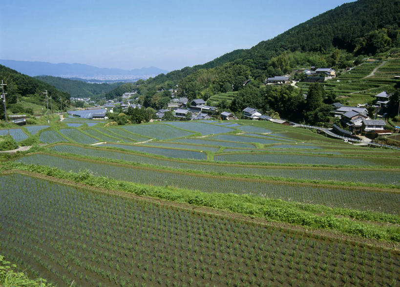 无人,农田,横图,俯视,室外,白天,旅游,度假,庄稼,农作物,美景,山,山脉,树林,植物,奈良县,日本,亚洲,阴影,光线,影子,稻田,景观,山峰,云,云朵,水稻,山峦,云彩,娱乐,树,树木,蓝色,绿色,白云,蓝天,天空,阳光,自然,群山,天,享受,休闲,景色,放松,生长,成长,自然风光,东亚,本州,本州岛,日本国,近畿地方,奈良,近畿,彩图,高角度拍摄,耕地,庄稼田