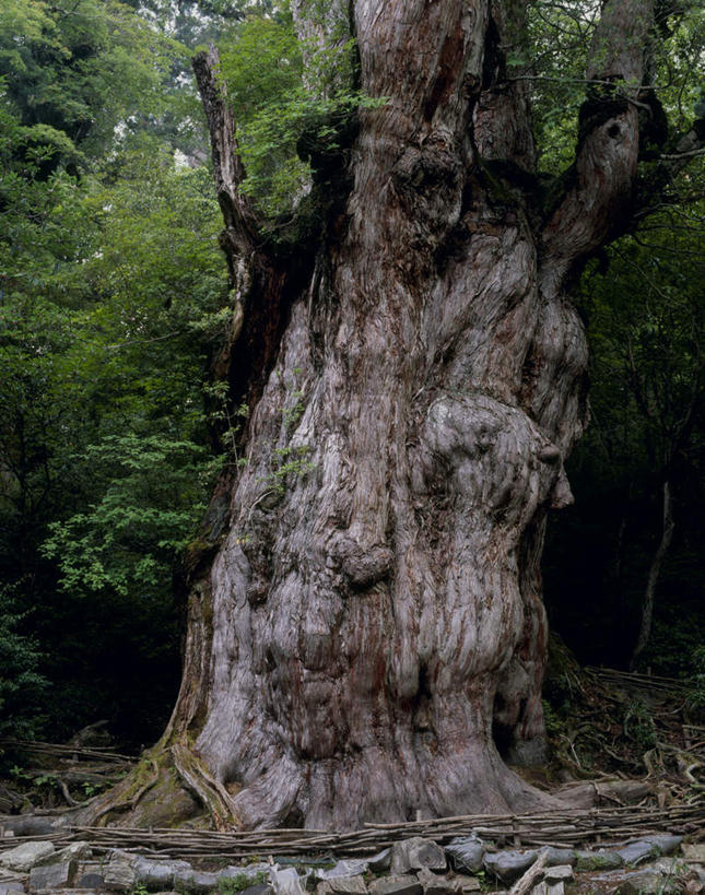无人,竖图,室外,白天,正面,旅游,度假,美景,植物,鹿儿岛,日本,亚洲,阴影,光线,影子,景观,褐色,树皮,娱乐,树,树干,树木,蓝色,绿色,蓝天,天空,阳光,自然,天,享受,休闲,景色,放松,生长,成长,自然风光,东亚,日本国,九州本岛,九州,九州岛,九州地方,鹿儿岛县,屋久岛,彩图