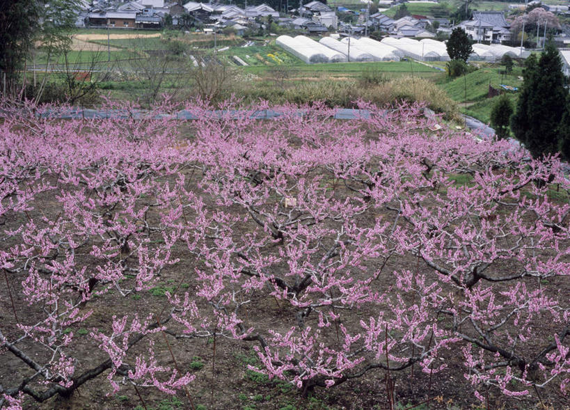 无人,家,横图,俯视,室外,白天,旅游,度假,草地,草坪,美景,树林,植物,樱花,奈良县,日本,亚洲,许多,阴影,盛开,光线,影子,房屋,屋子,景观,花蕾,娱乐,楼房,住宅,草,花,花瓣,花朵,鲜花,树,树木,红色,蓝色,绿色,蓝天,天空,阳光,自然,天,花苞,花蕊,享受,休闲,景色,放松,生长,成长,自然风光,东亚,本州,本州岛,日本国,近畿地方,奈良,近畿,彩图,高角度拍摄,房子