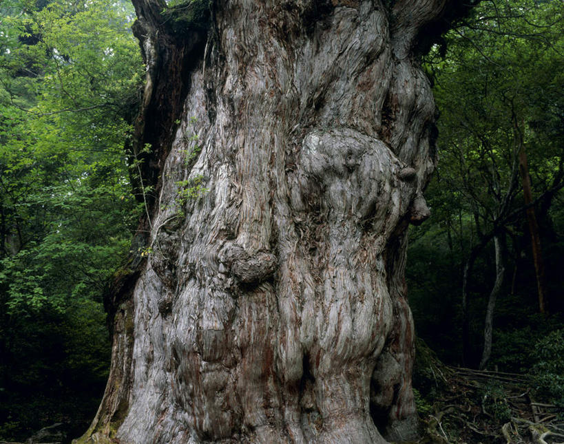 无人,横图,室外,白天,正面,旅游,度假,美景,植物,鹿儿岛,日本,亚洲,阴影,光线,影子,景观,褐色,树皮,娱乐,树,树干,树木,蓝色,绿色,蓝天,天空,阳光,自然,天,享受,休闲,景色,放松,生长,成长,自然风光,东亚,日本国,九州本岛,九州,九州岛,九州地方,鹿儿岛县,彩图
